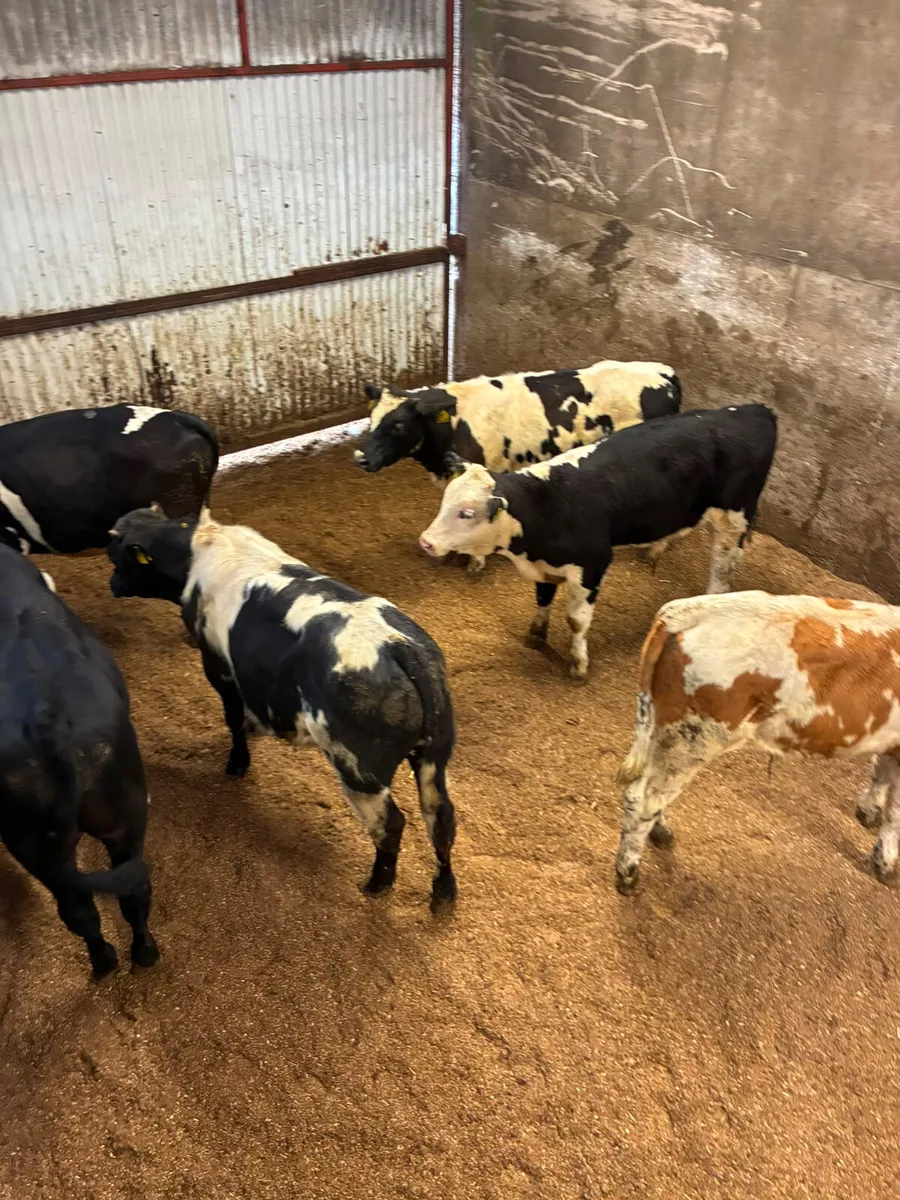 Bulls - Image 4