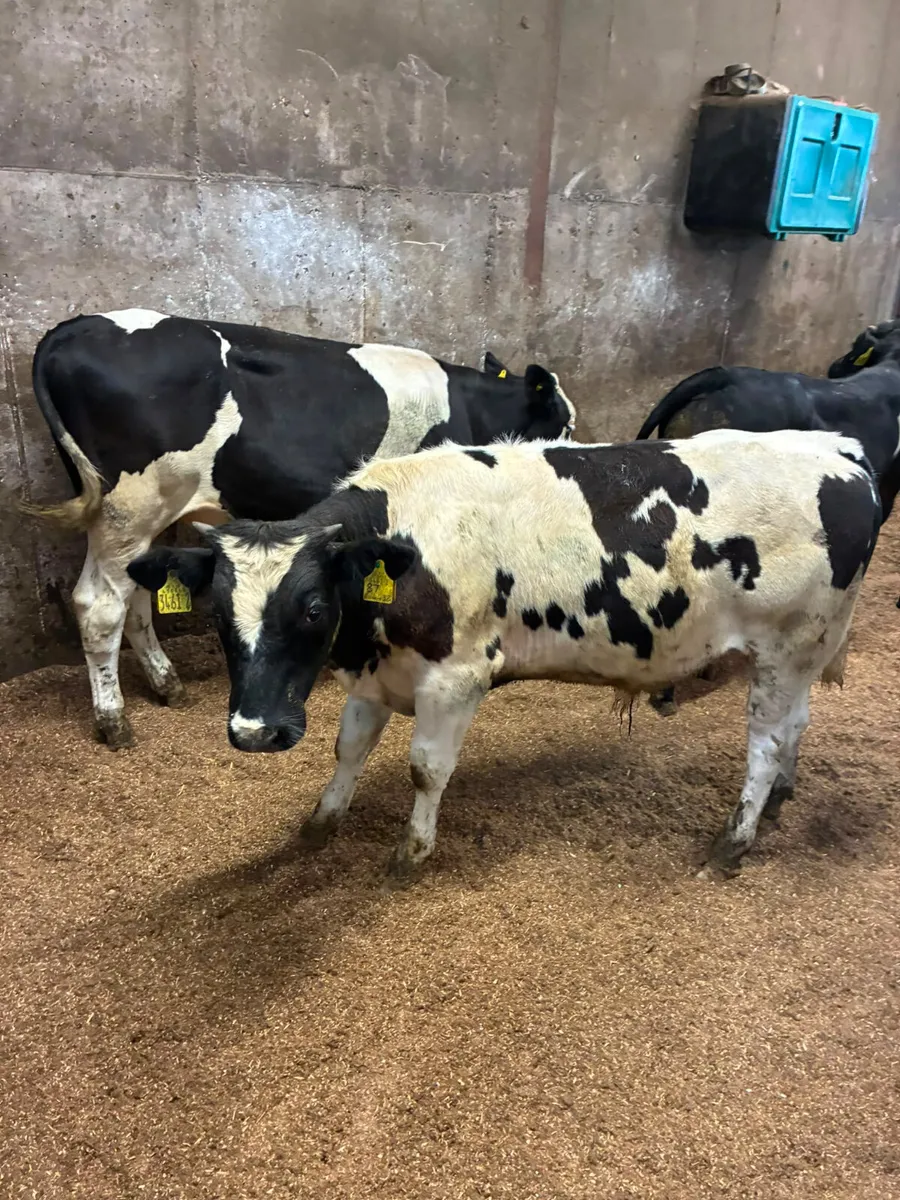 Bulls - Image 1
