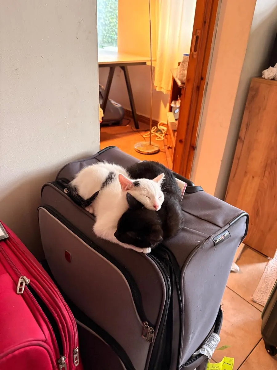 Kittens - Image 2