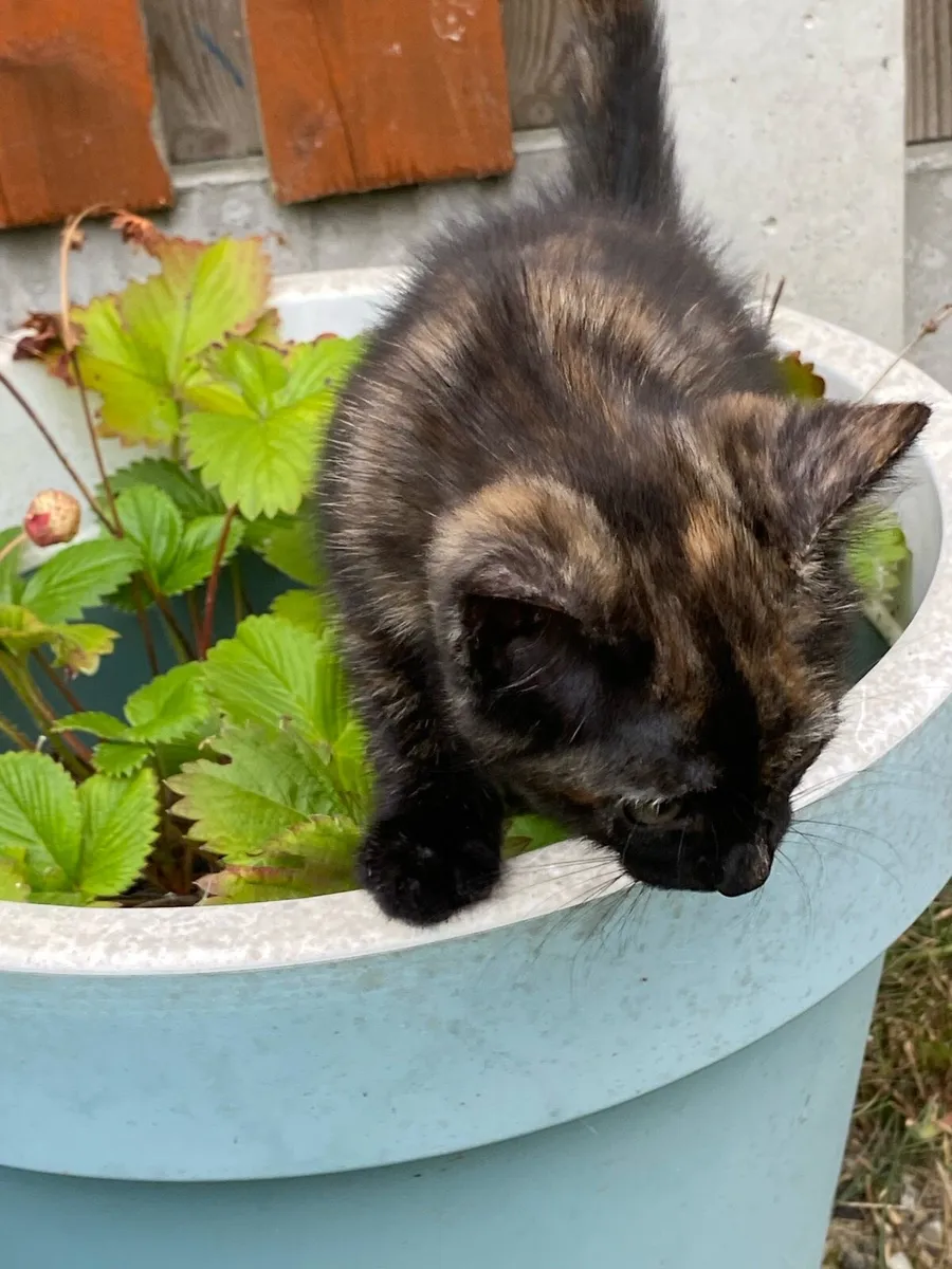 Kittens - Image 2