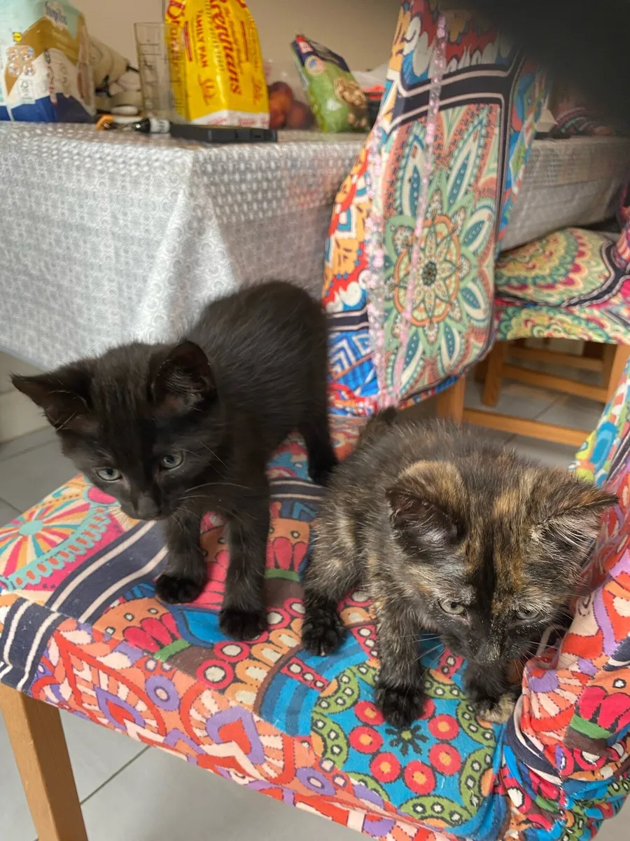 Kittens - Image 1