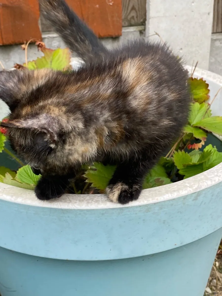 Kittens - Image 3