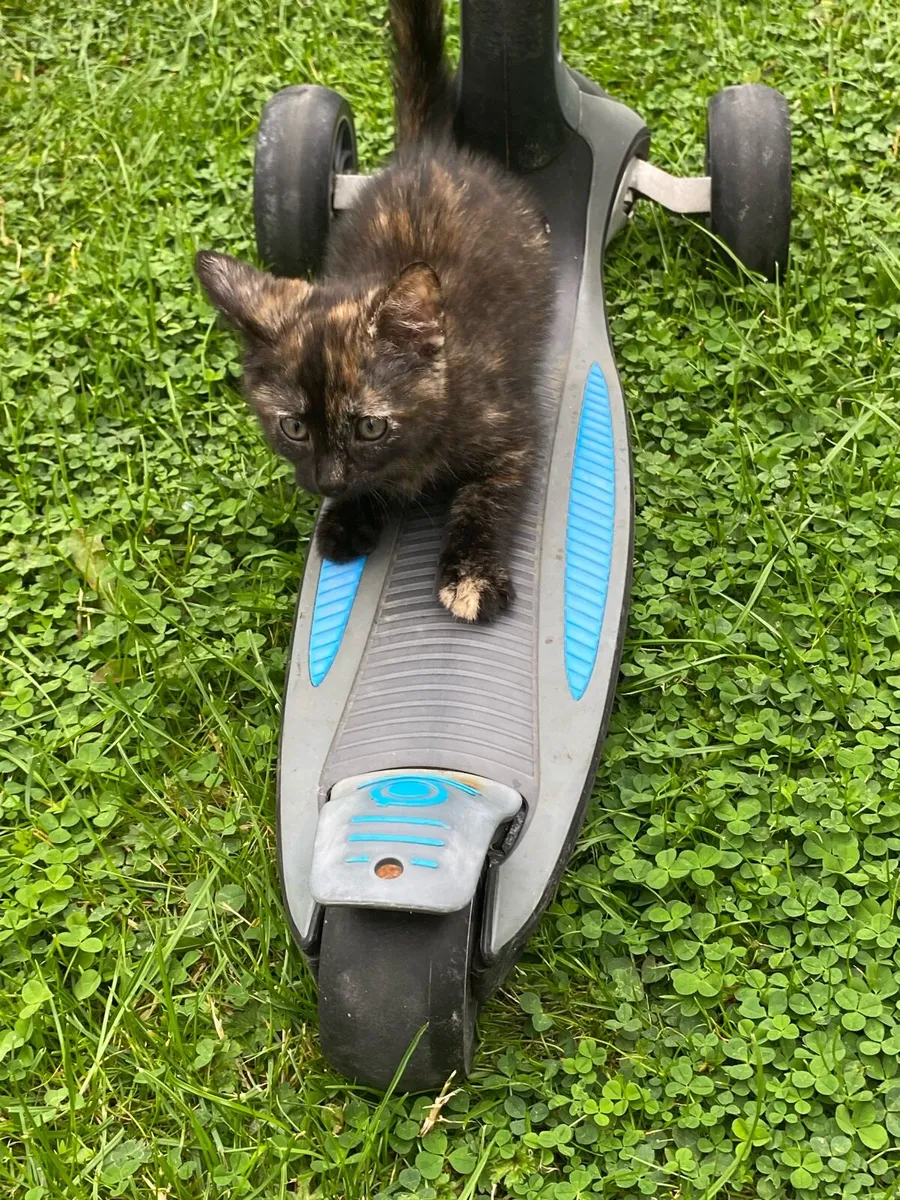 Kittens - Image 4