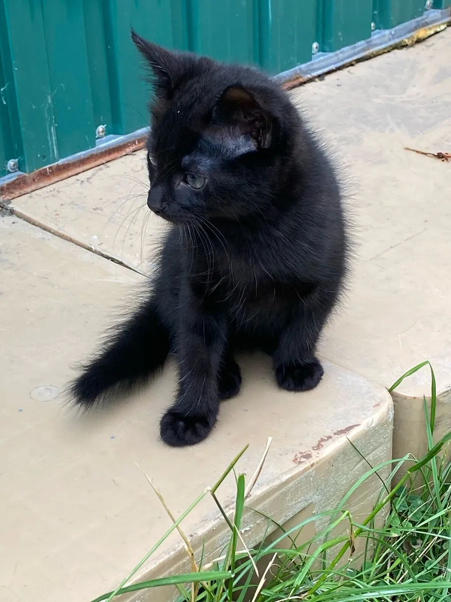 Kittens - Image 3