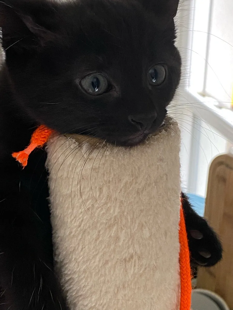 Kittens - Image 4