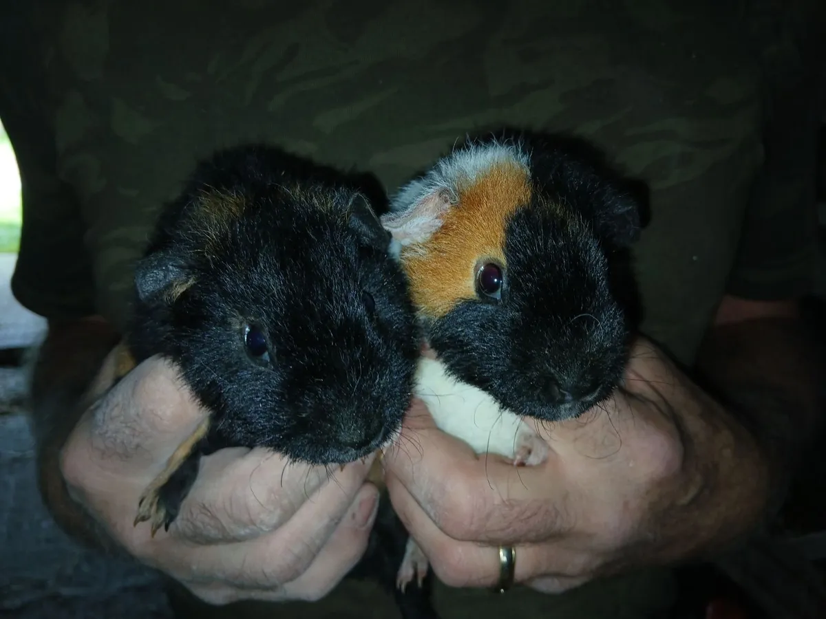 Teddy Guinea Pigs - Image 1