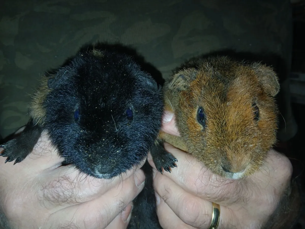 Teddy Guinea Pigs - Image 2