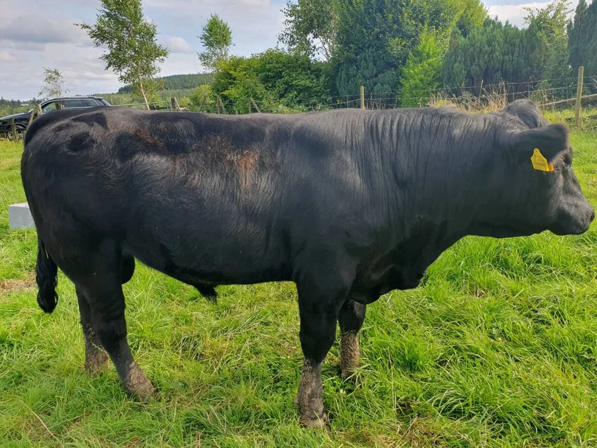 Pedigree Angus Bulls - Image 2