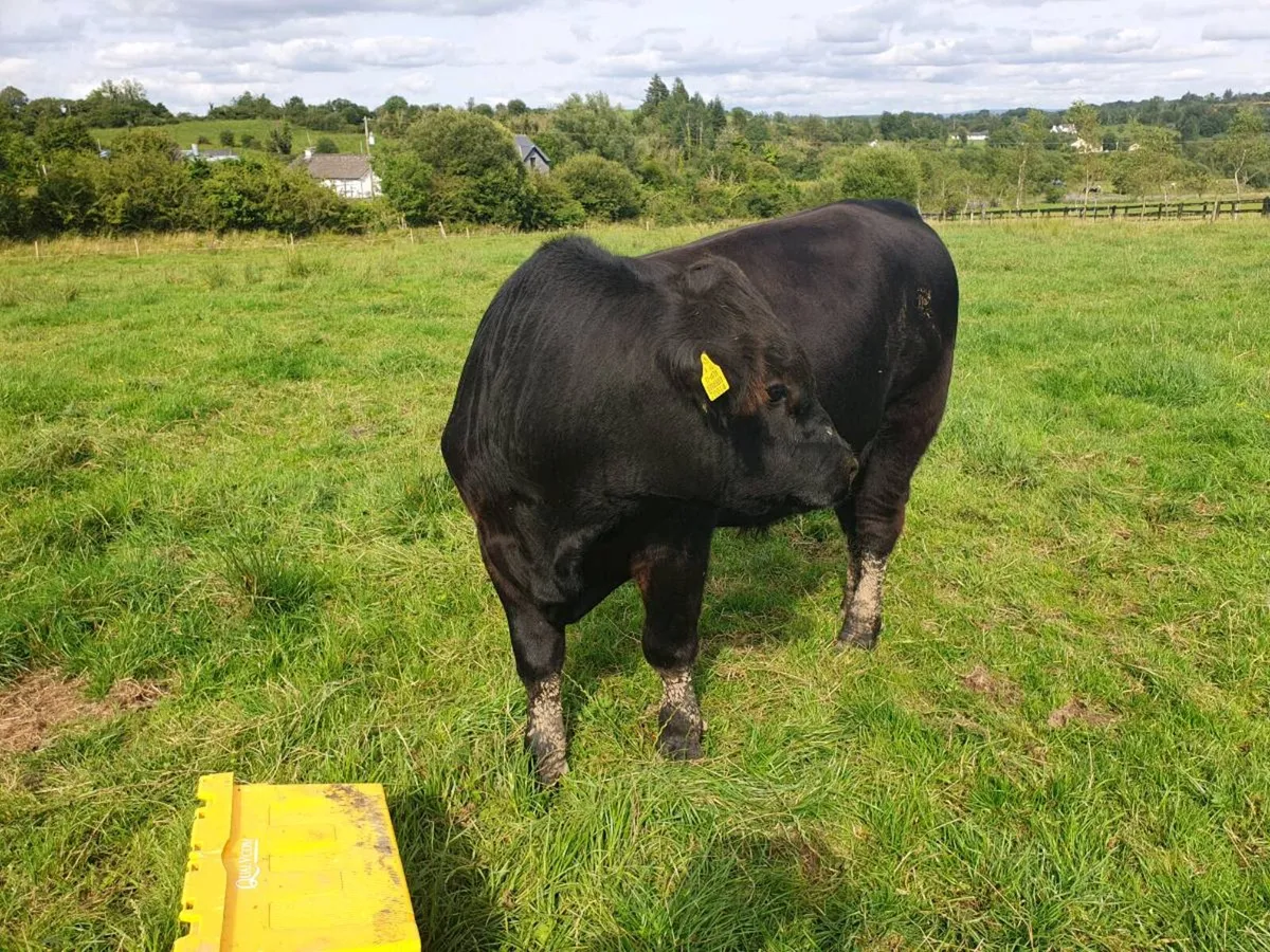 Pedigree Angus Bulls - Image 3