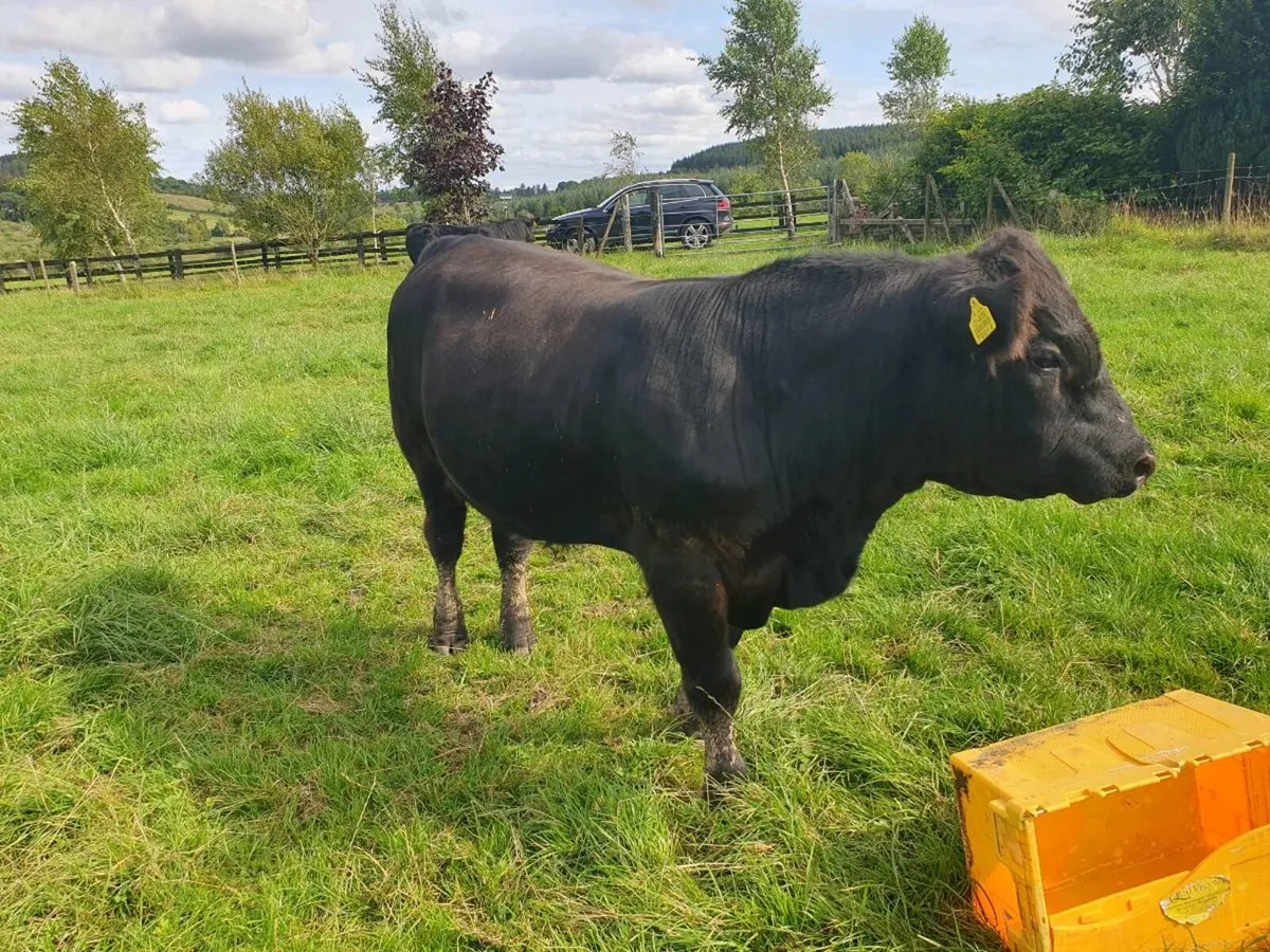 Pedigree Angus Bulls - Image 4