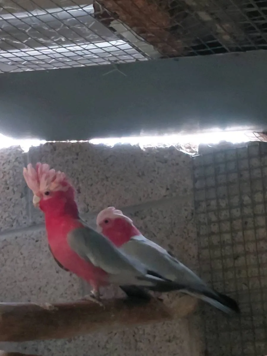 Birds - Image 1
