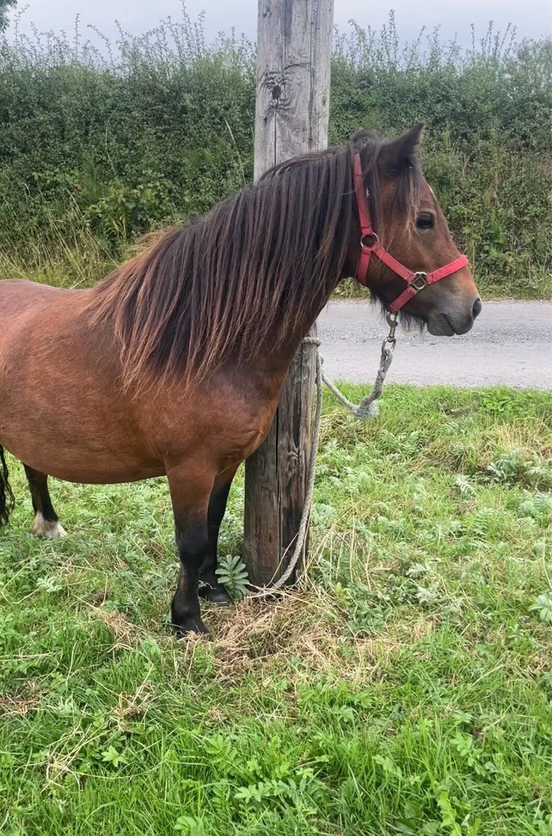 Shetland mare - Image 3