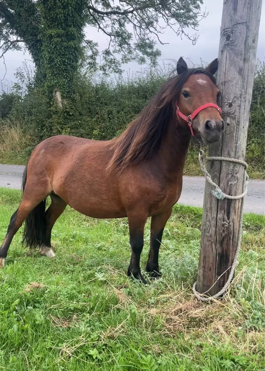 Shetland mare - Image 4