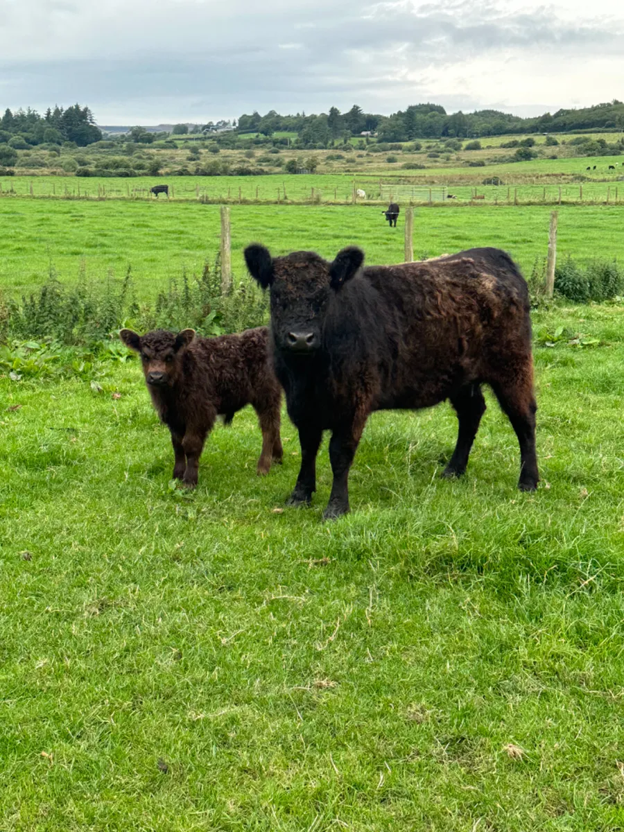 Pedigree Galloway and bull calve - Image 4