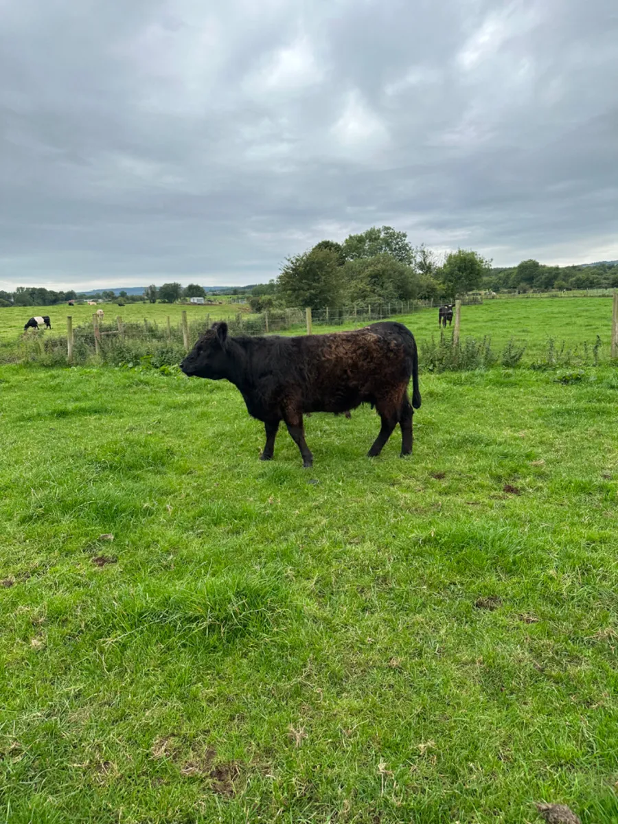 Pedigree Galloway and bull calve - Image 3