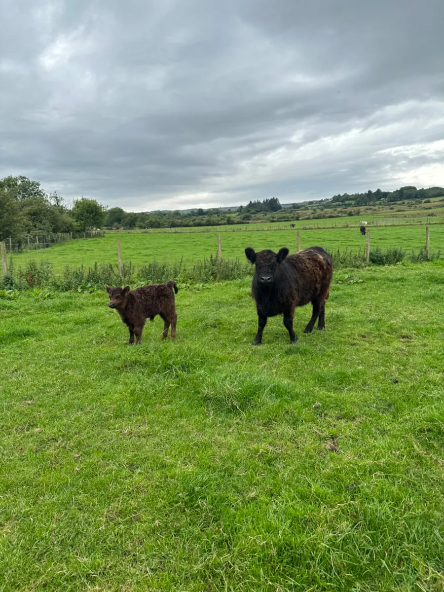 Pedigree Galloway and bull calve - Image 2