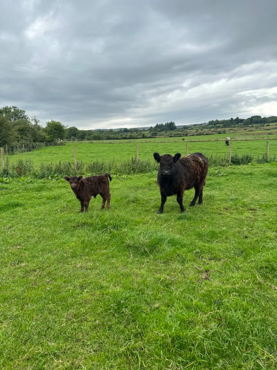 Pedigree Galloway and bull calve - Image 1