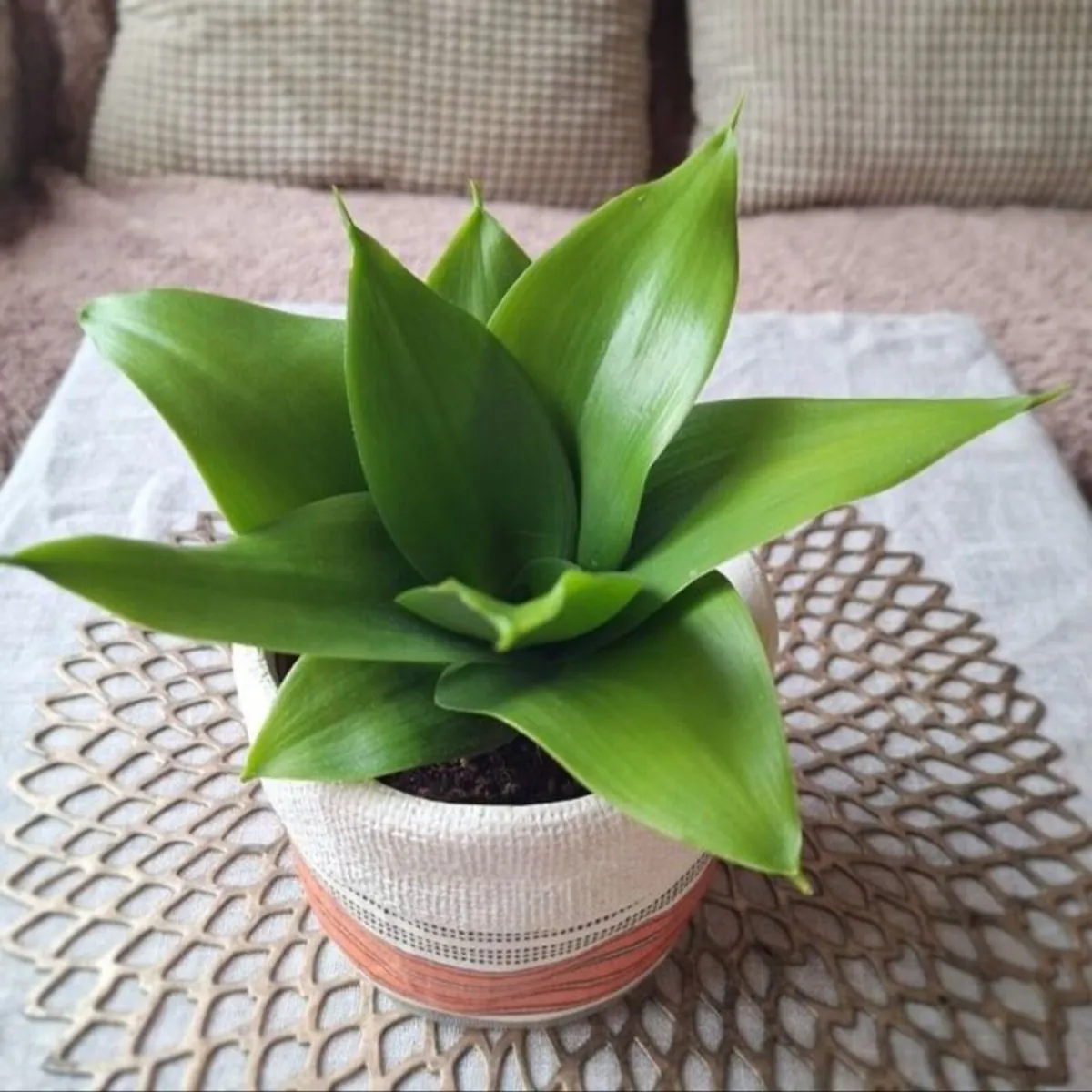 Beautiful Sansevieria Hahnii in decorative pot - Image 1
