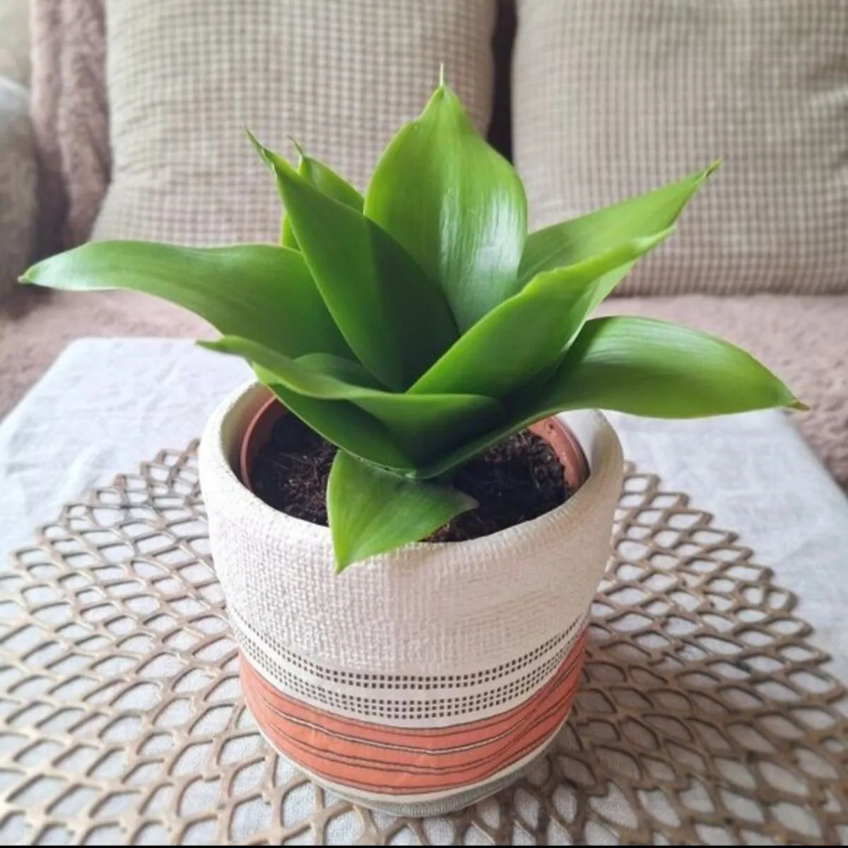 Beautiful Sansevieria Hahnii in decorative pot - Image 3