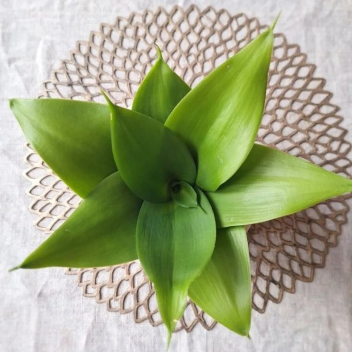 Beautiful Sansevieria Hahnii in decorative pot - Image 4
