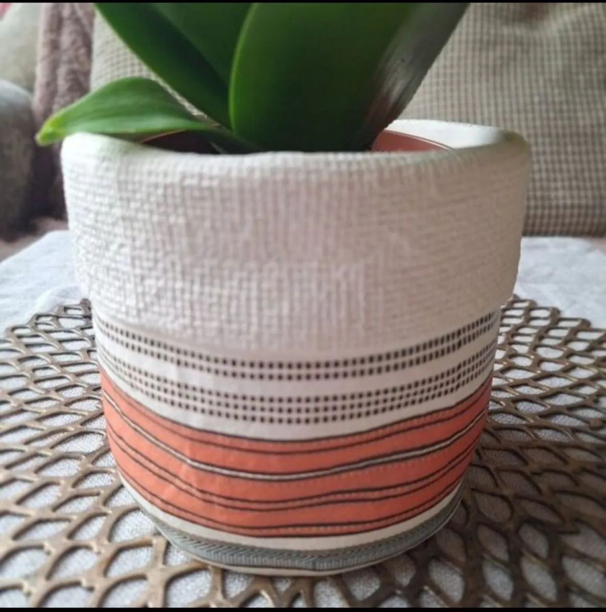Beautiful Sansevieria Hahnii in decorative pot - Image 2