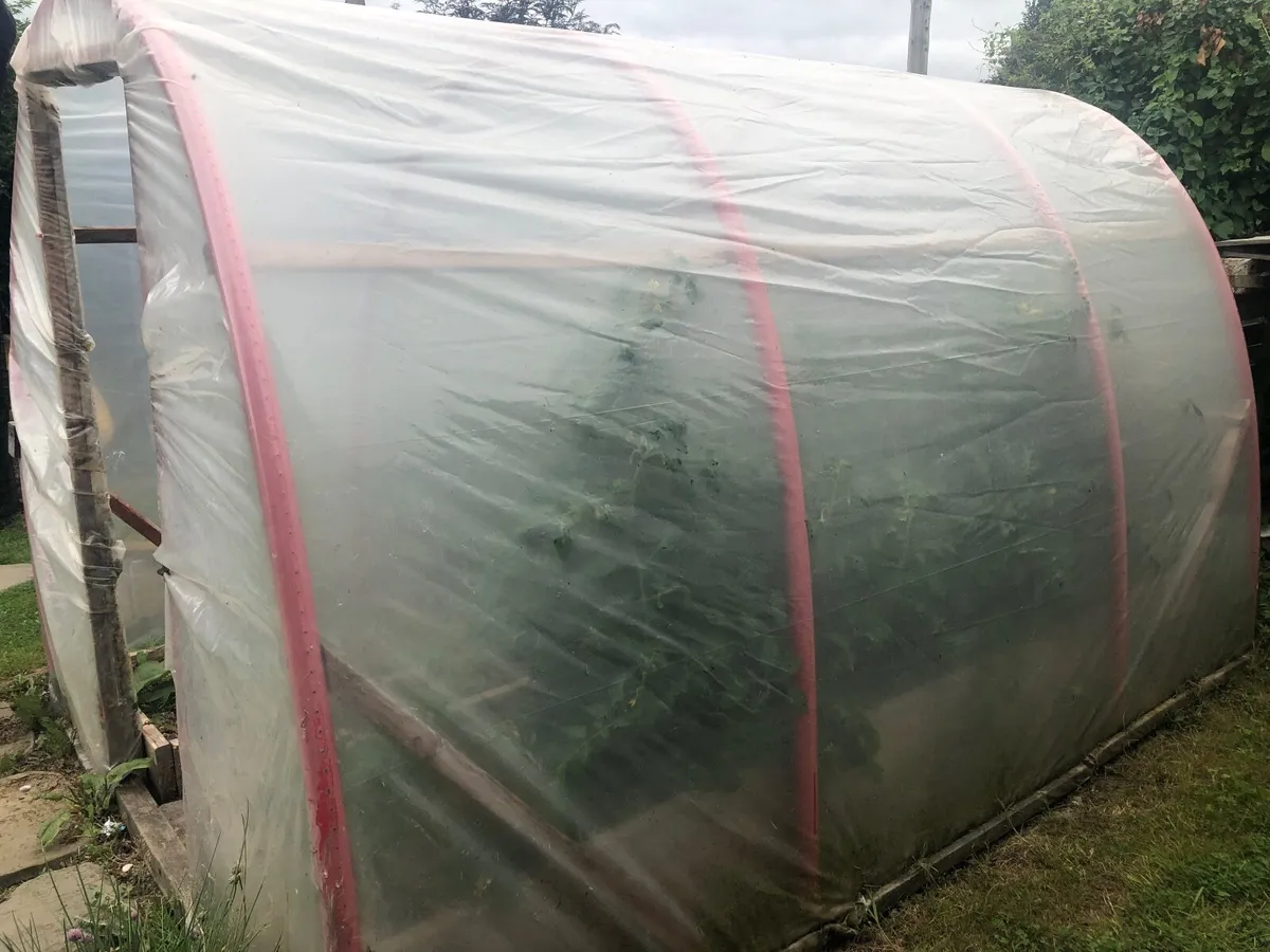 Polytunnel - Image 3