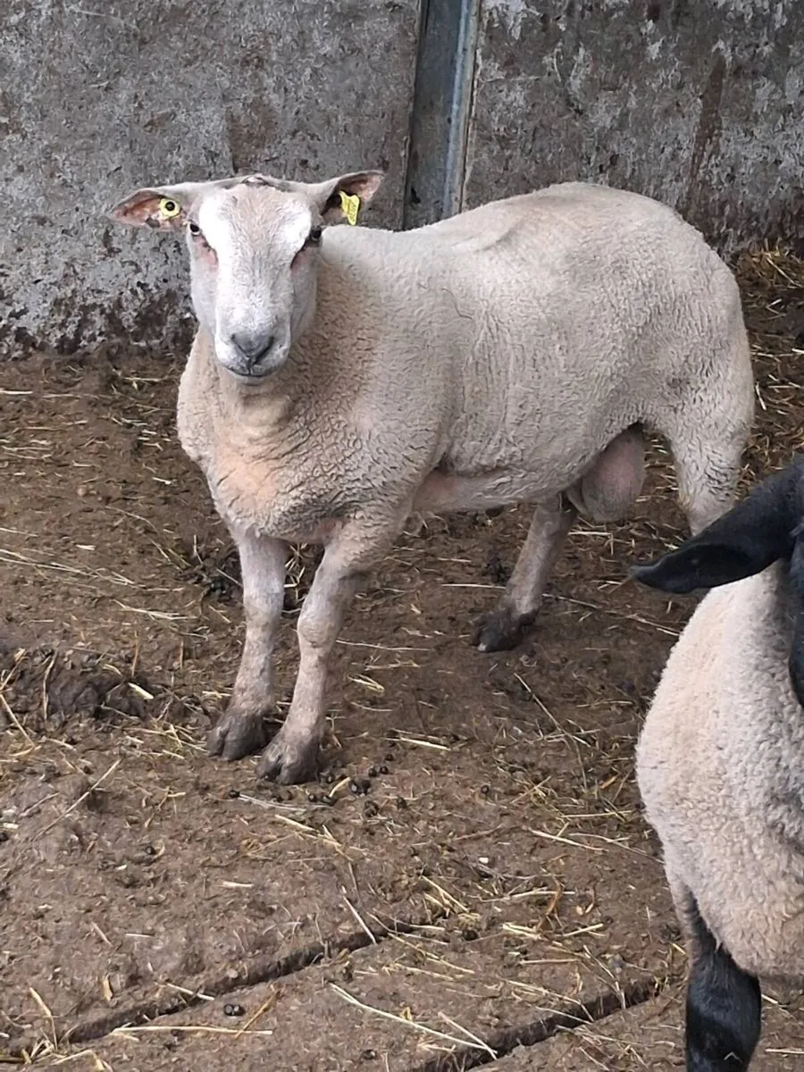 Rams - Image 1