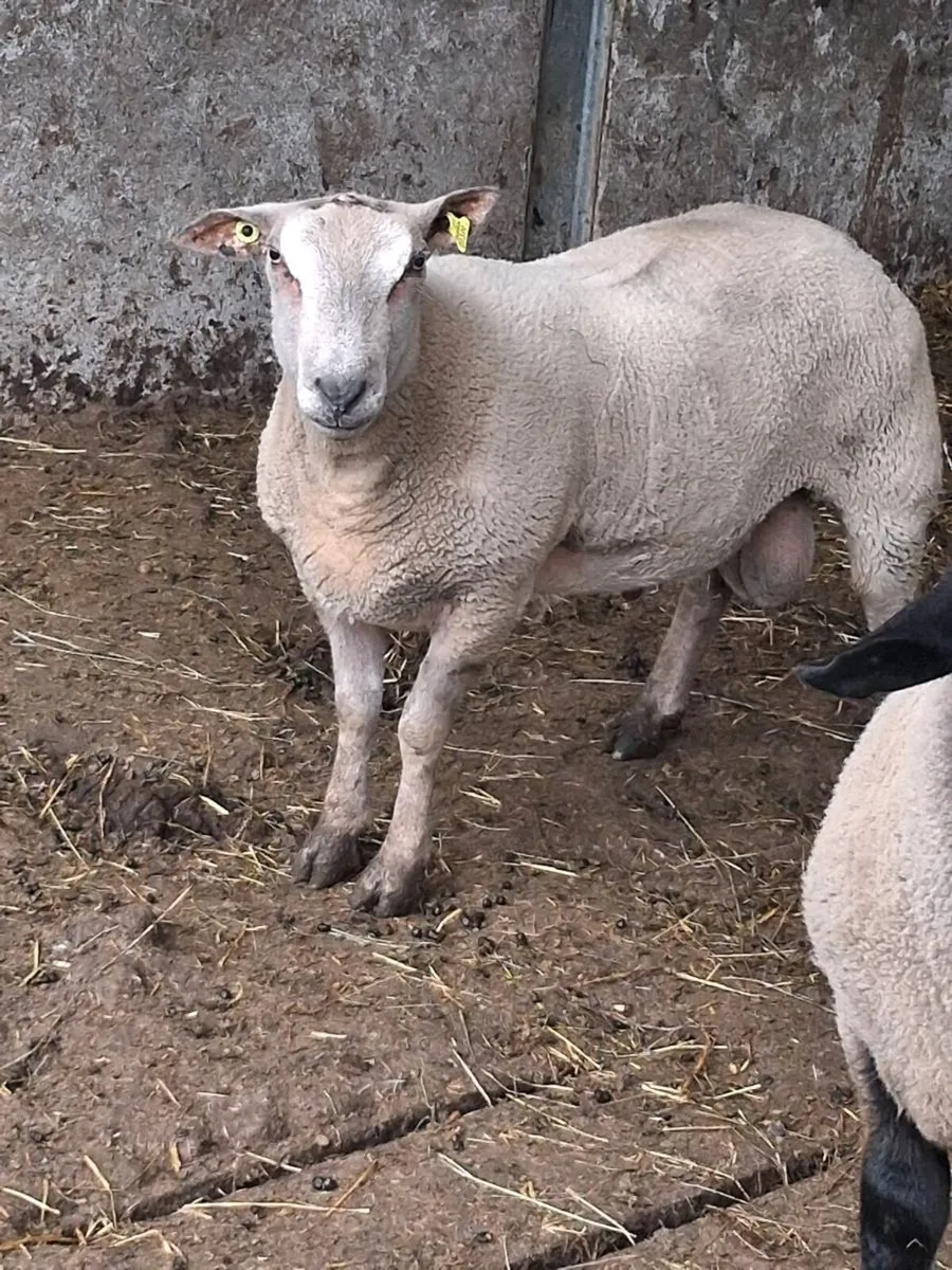 Rams - Image 2
