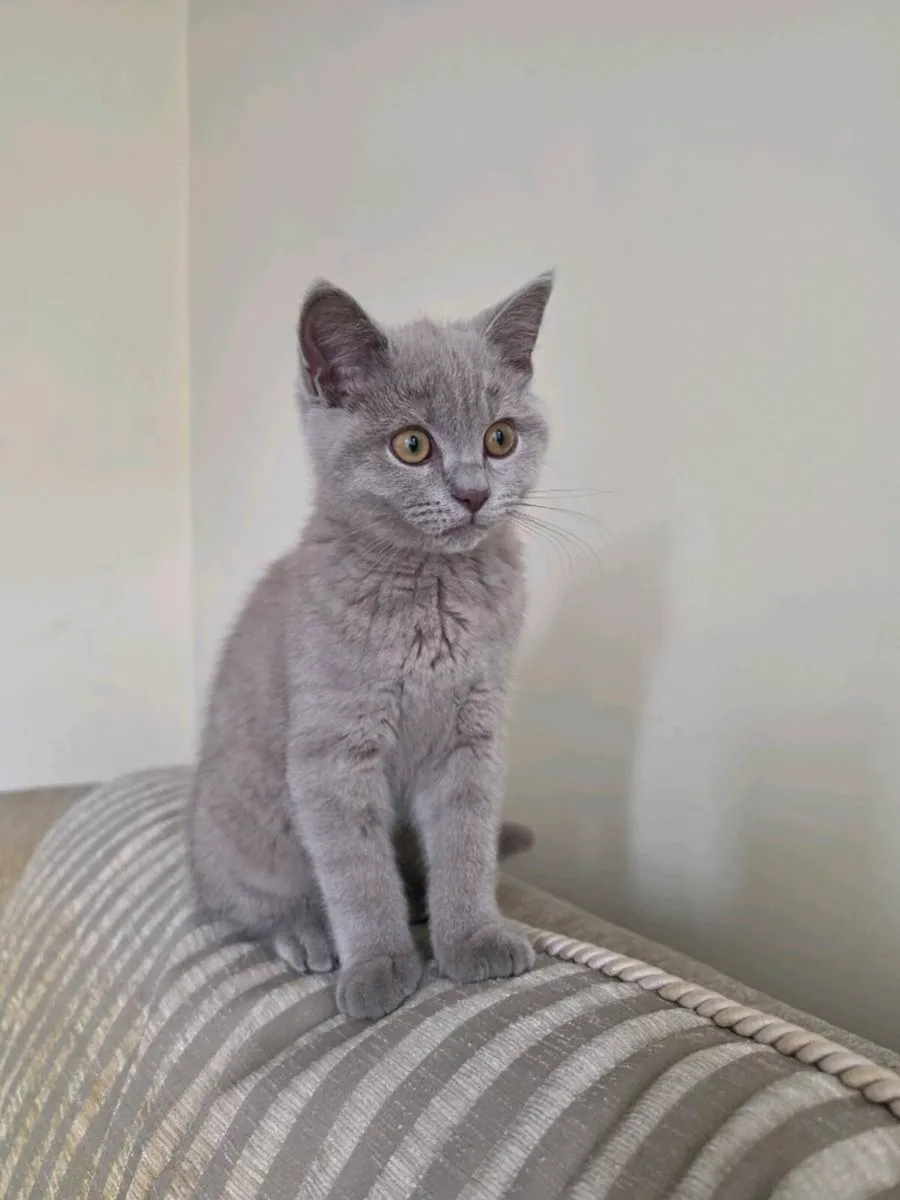 Beautiful Male British Shorthair – Mailo 🐾💙 - Image 1
