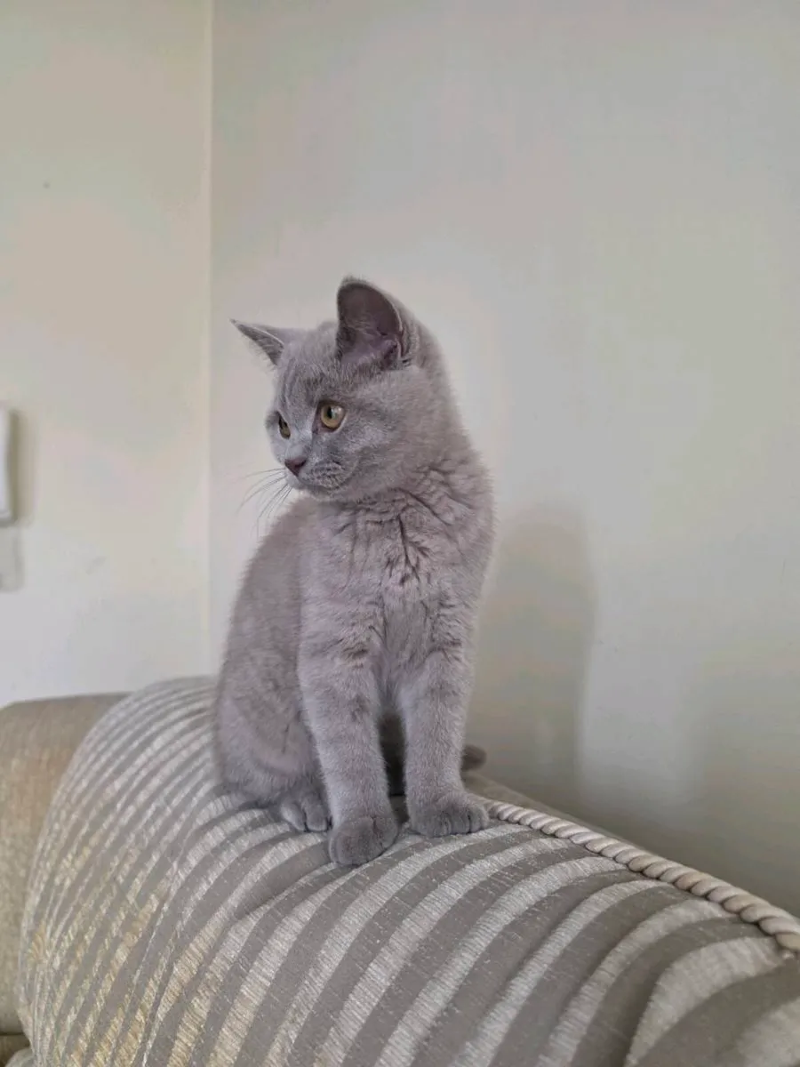 Beautiful Male British Shorthair – Mailo 🐾💙 - Image 2