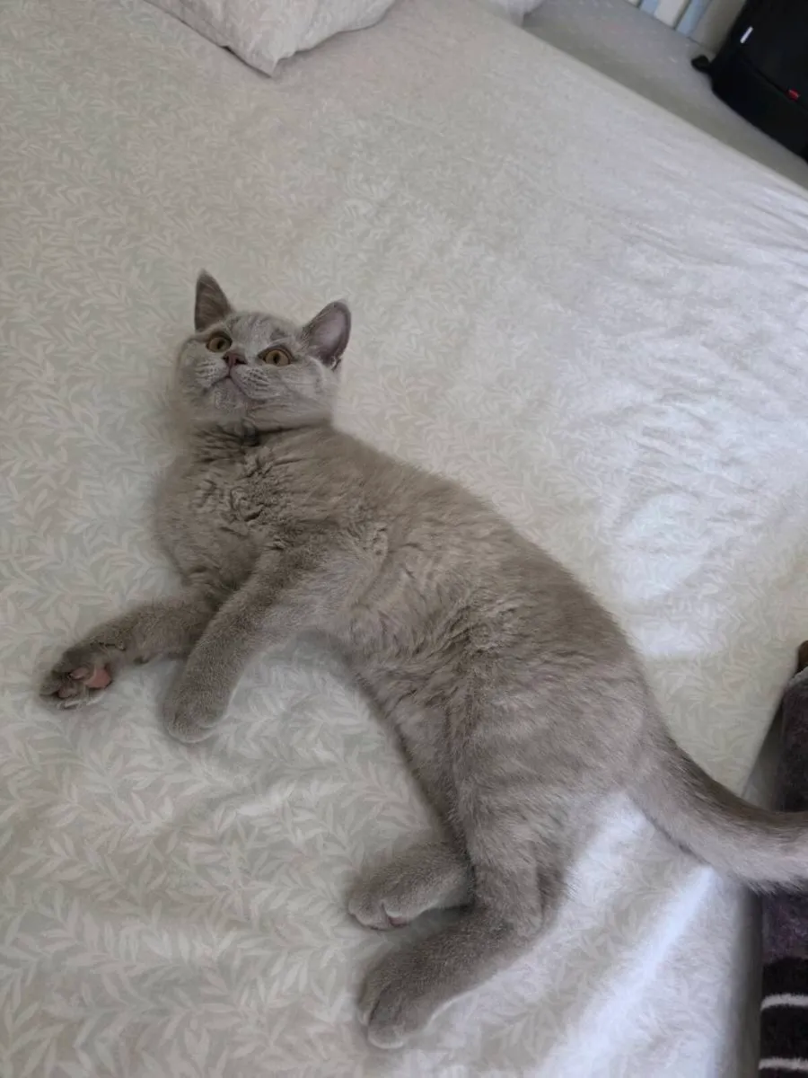 Beautiful Male British Shorthair – Mailo 🐾💙 - Image 3