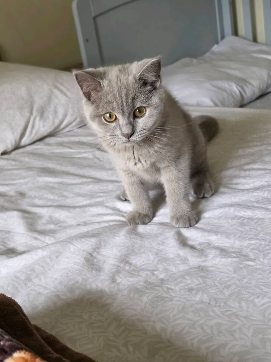 Beautiful Male British Shorthair – Mailo 🐾💙 - Image 4
