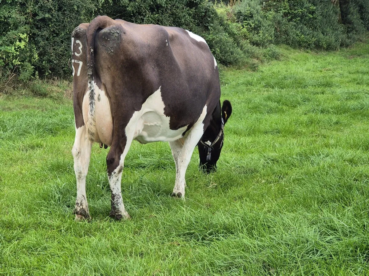 Autumn calving cows in milk - Image 2