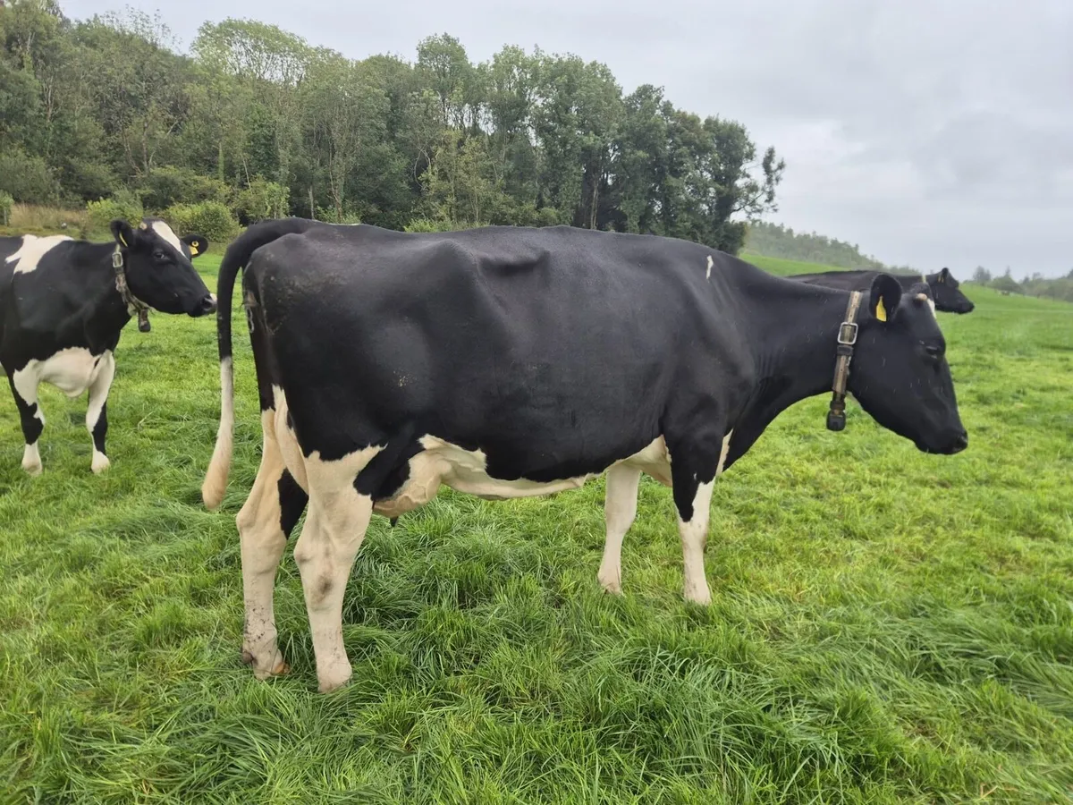 Autumn calving cows in milk - Image 4