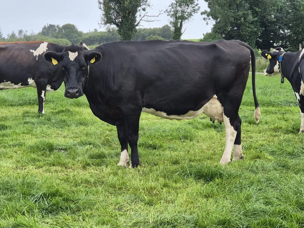 Autumn calving cows in milk - Image 3