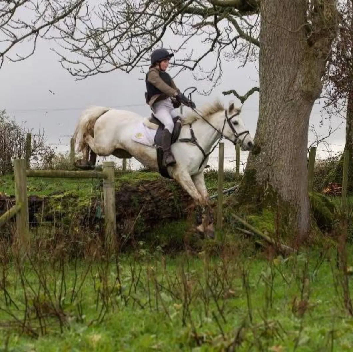 Super All Rounder and Competitive PC Pony - Image 1