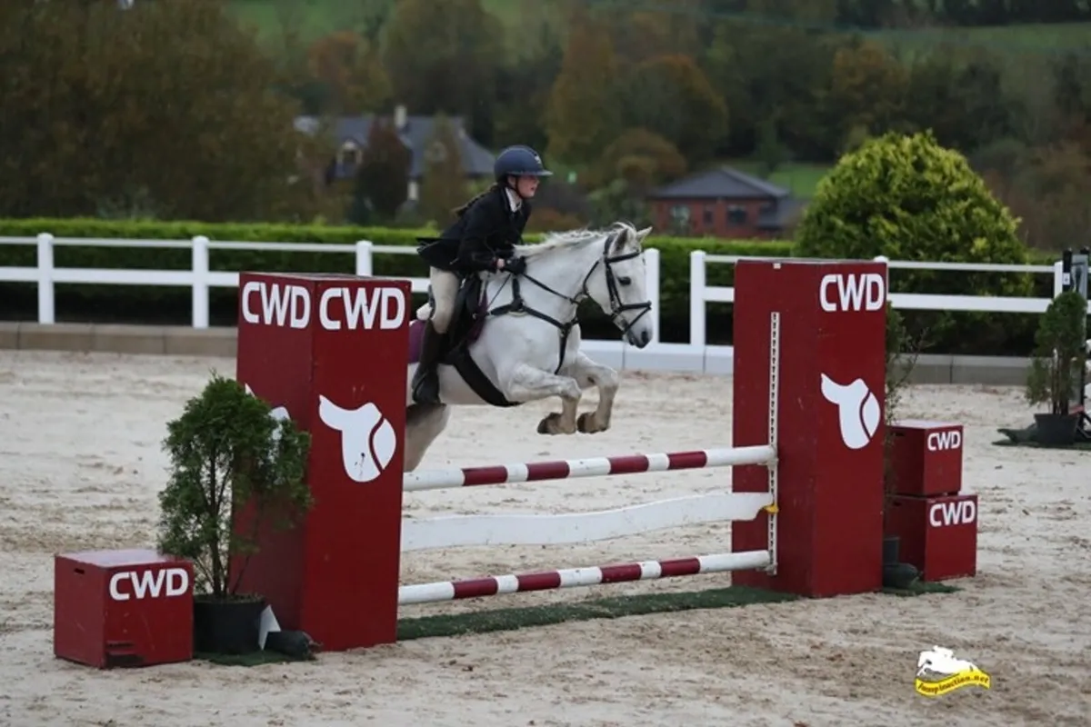 Super All Rounder and Competitive PC Pony - Image 2