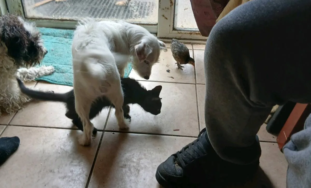 1 lovely male kitten - Image 4