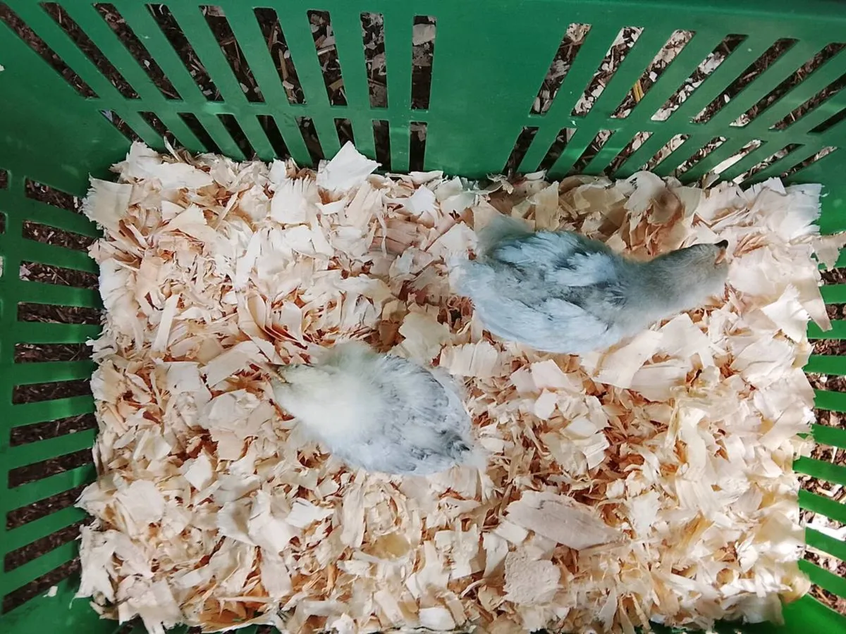 Pekin and silkie chicks - Image 2
