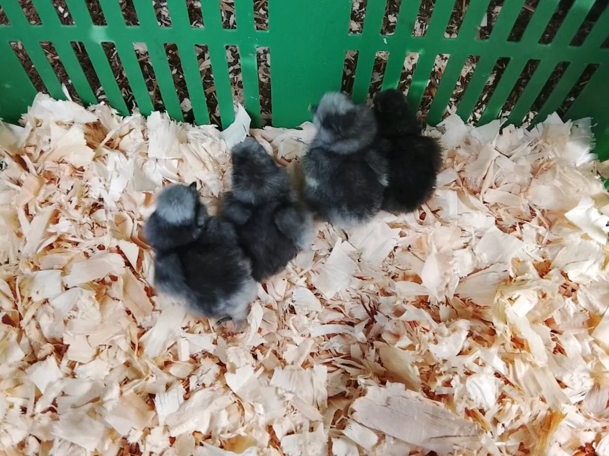 Pekin and silkie chicks - Image 3