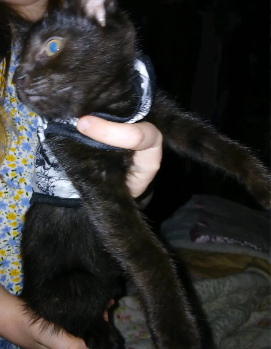 1 lovely male kitten - Image 3