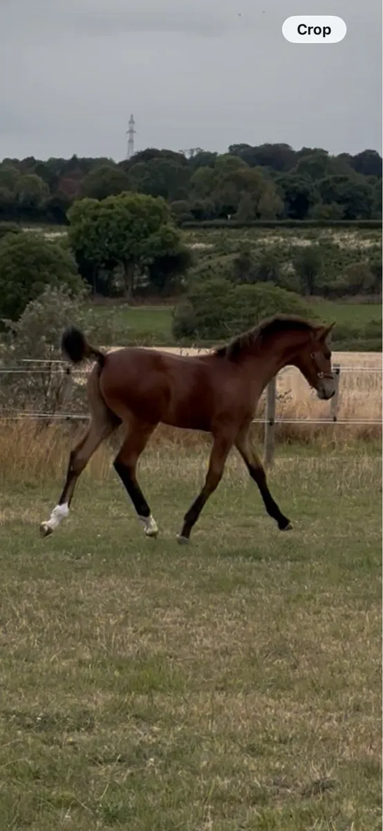 Der Senaat III Colt foal x Womanizer 1.30 dam - Image 2
