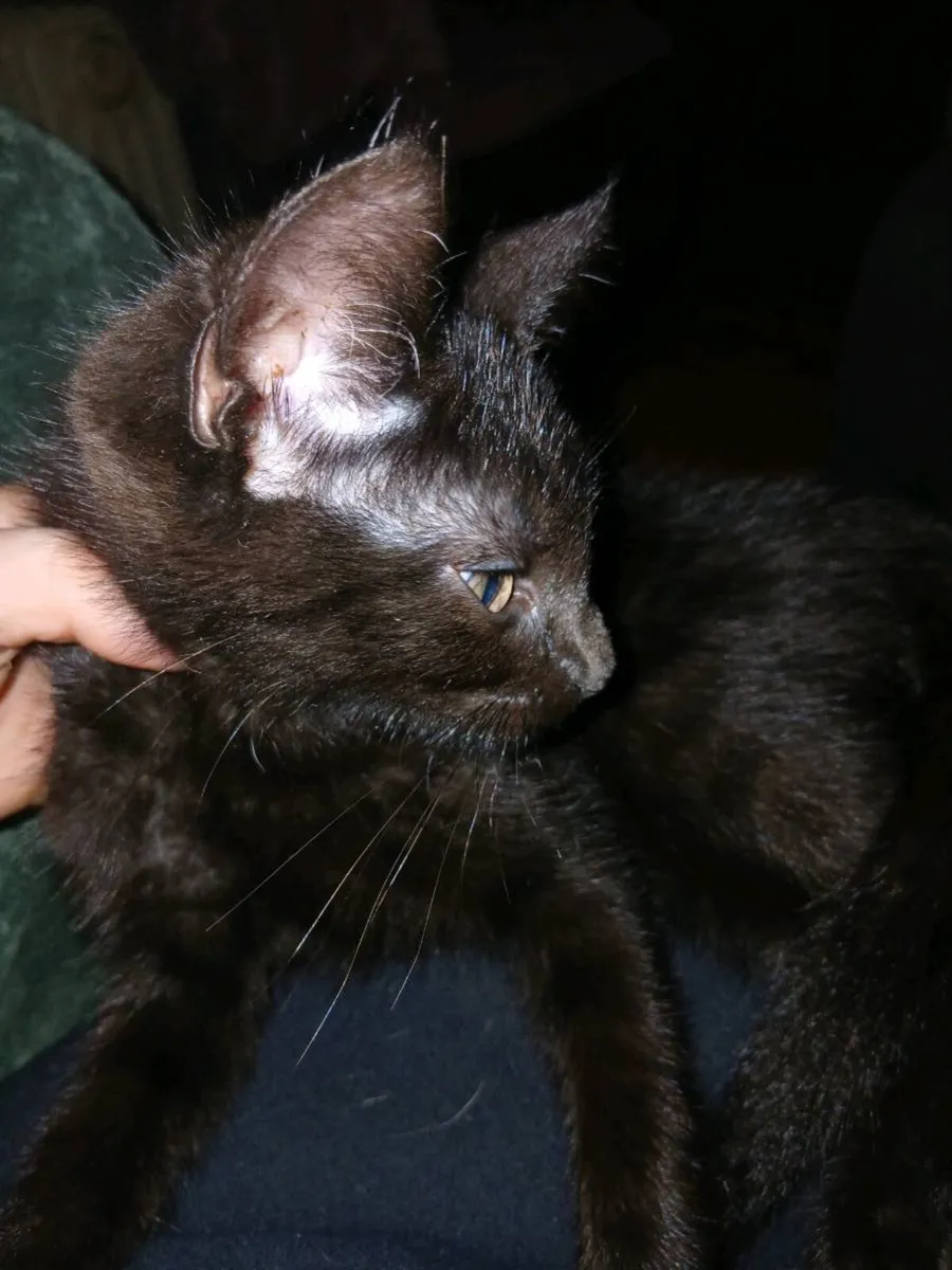1 lovely male kitten - Image 1