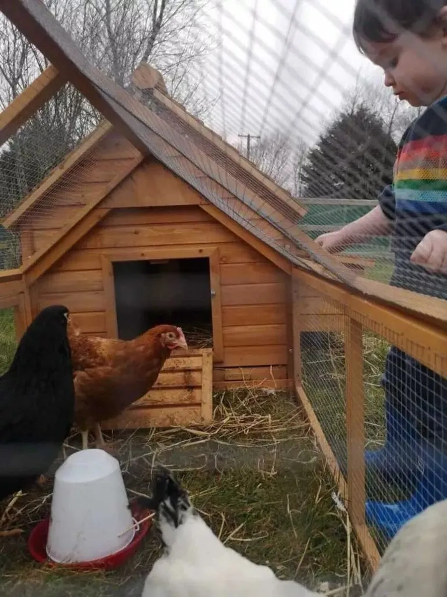 Chicken Coop – 6 -8 Birds – Natural Wood - Image 2