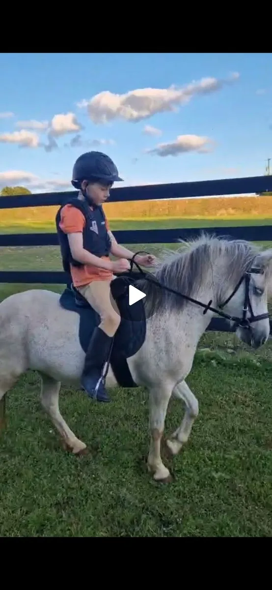 Lead rein pony - Image 2