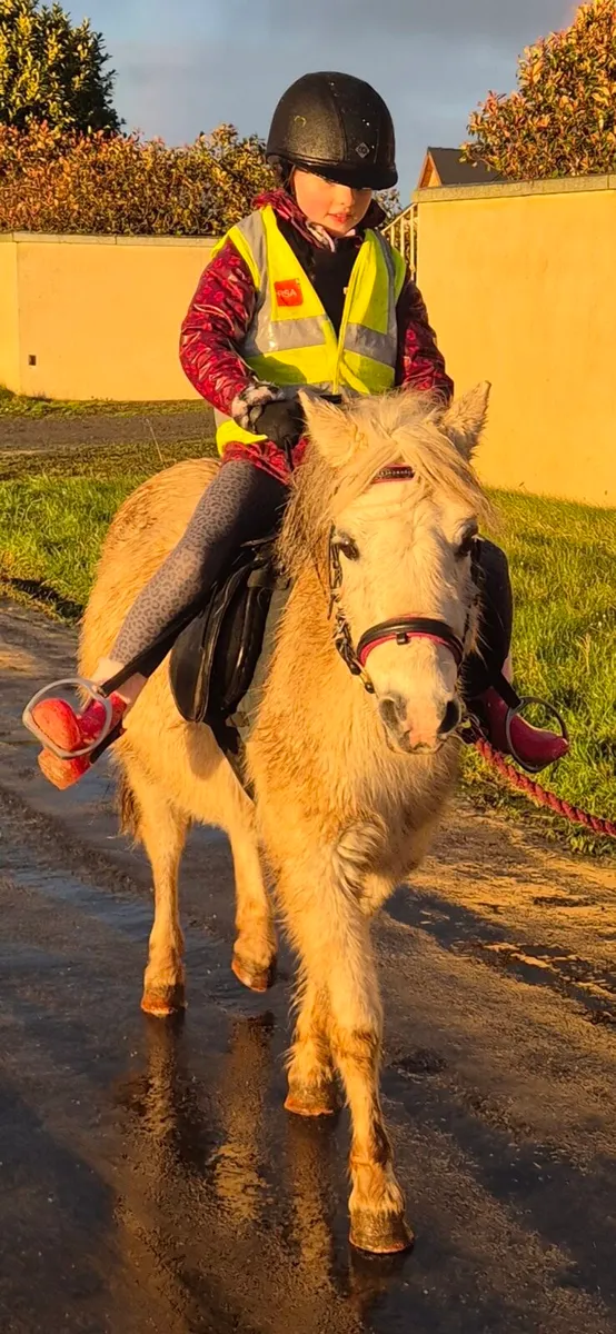 Lead rein pony - Image 4