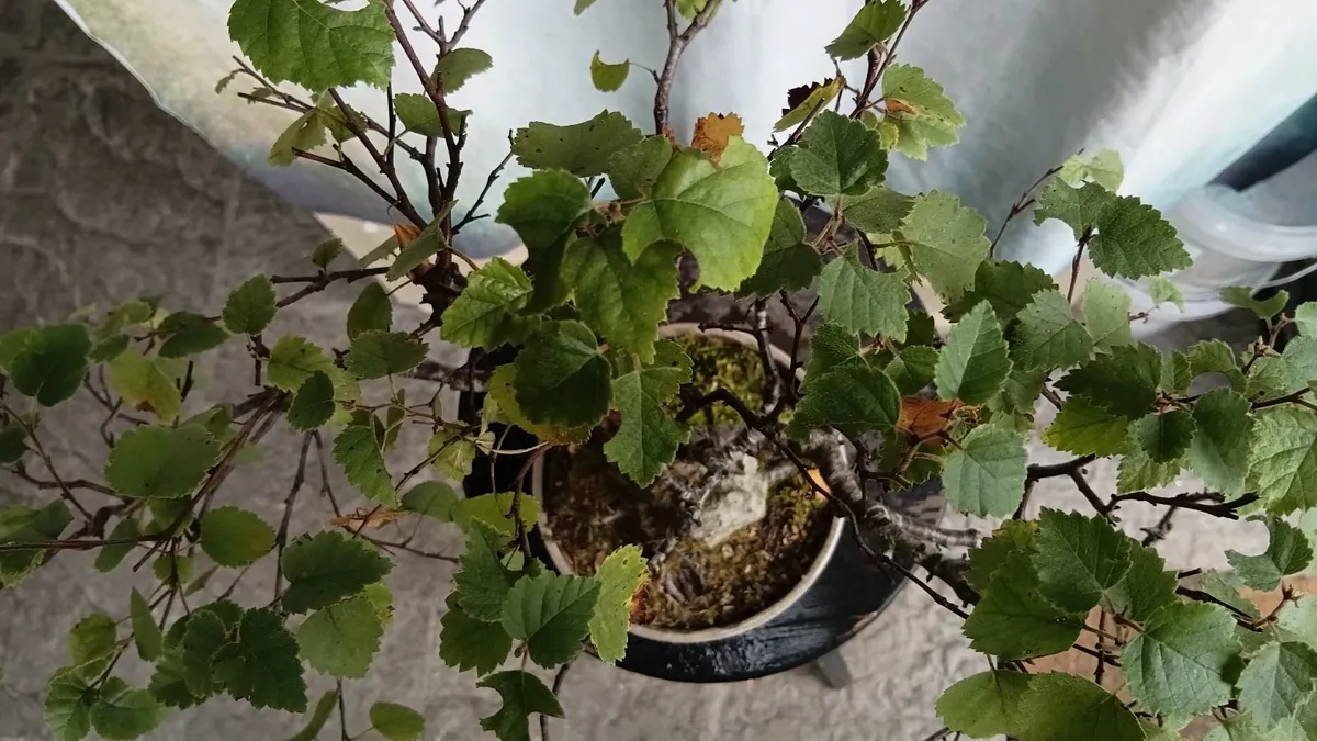 Bonsai tree ( birch) - Image 2