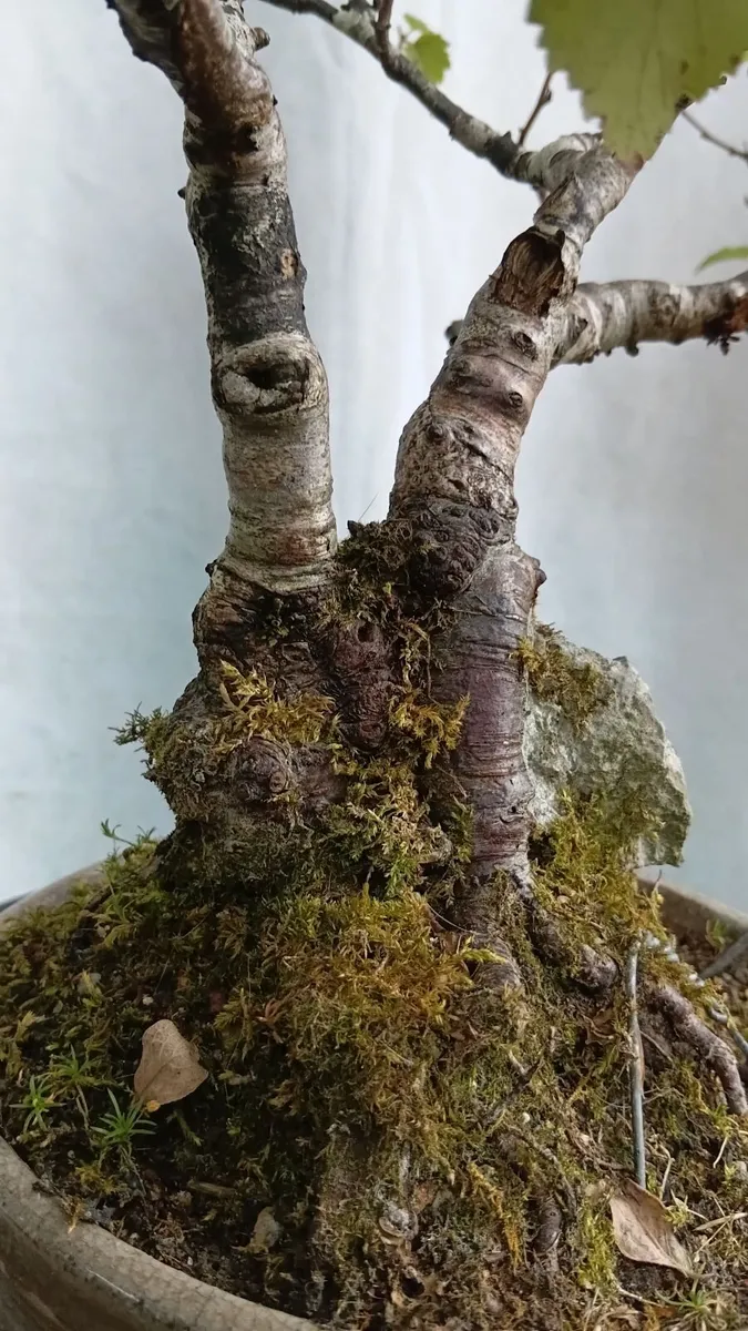 Bonsai tree ( birch) - Image 3