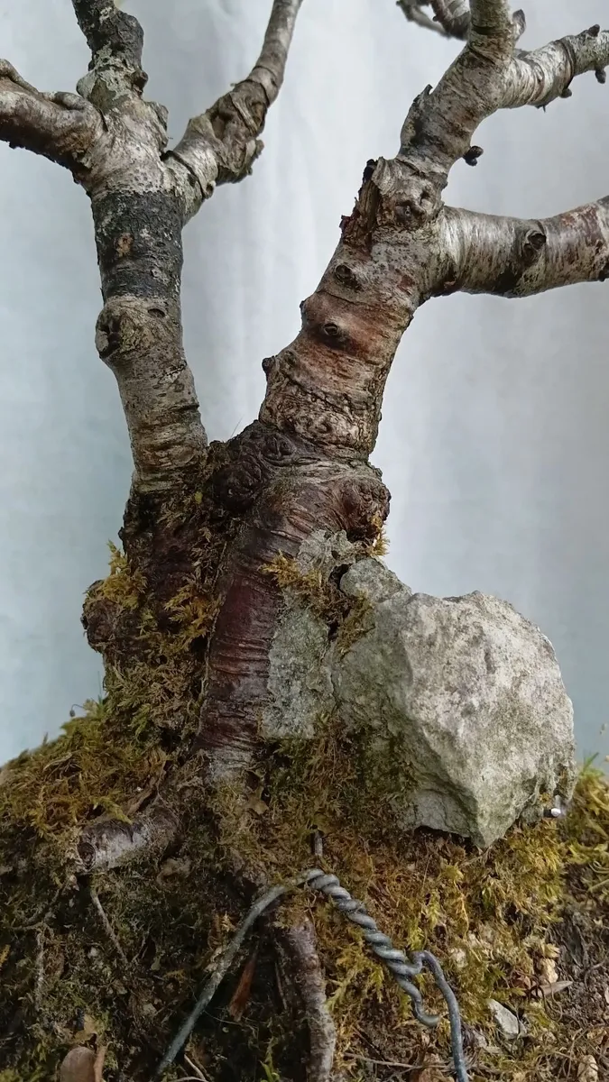 Bonsai tree ( birch) - Image 4