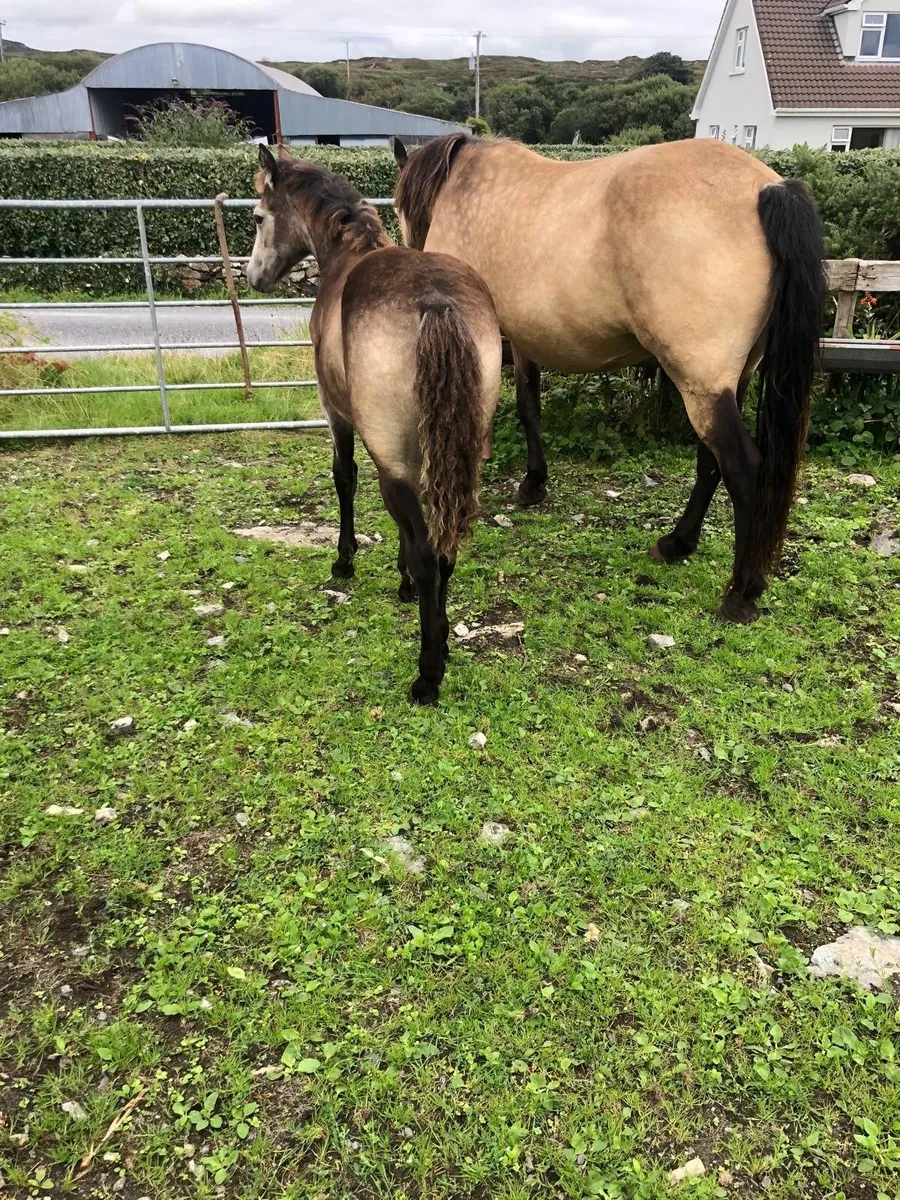Beautiful Connemara Pony Foal - Image 1